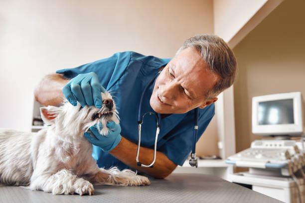 Best Emergency Treatment for Dental Infections or Abscesses in Quinnipiac University, CT